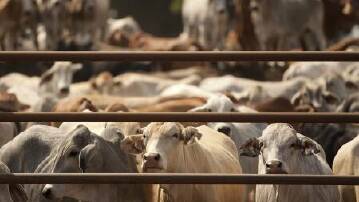50 head of cattle that died in March at a Darwin export depot most likely succumbed to the intestinal disease cocciodiosis. Picture supplied.