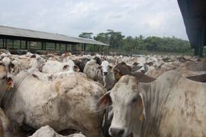 Indonesia eyes frozen meat import cuts