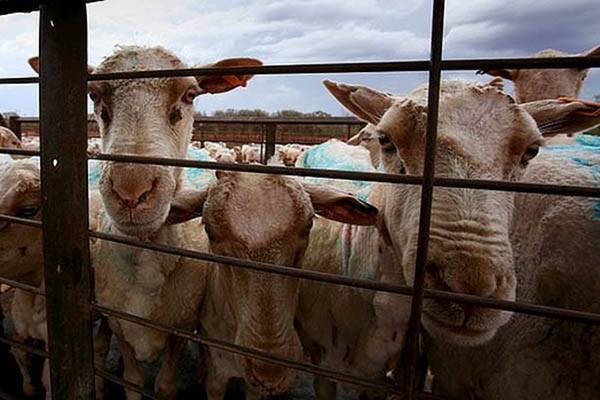 Wellard lose control of Pakistan sheep cull