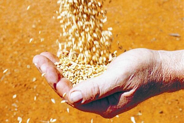 Foodbank wants your grain